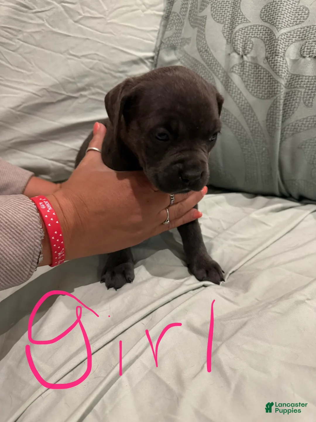 Cane Corso dogs for sale: Cane Corso Puppy 13 - Ad 1