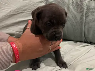 Cane Corso dogs Cane Corso Puppy 13 - Ad 36