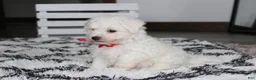 Bichon Frise dogs for sale: Kayson  - Ad 12