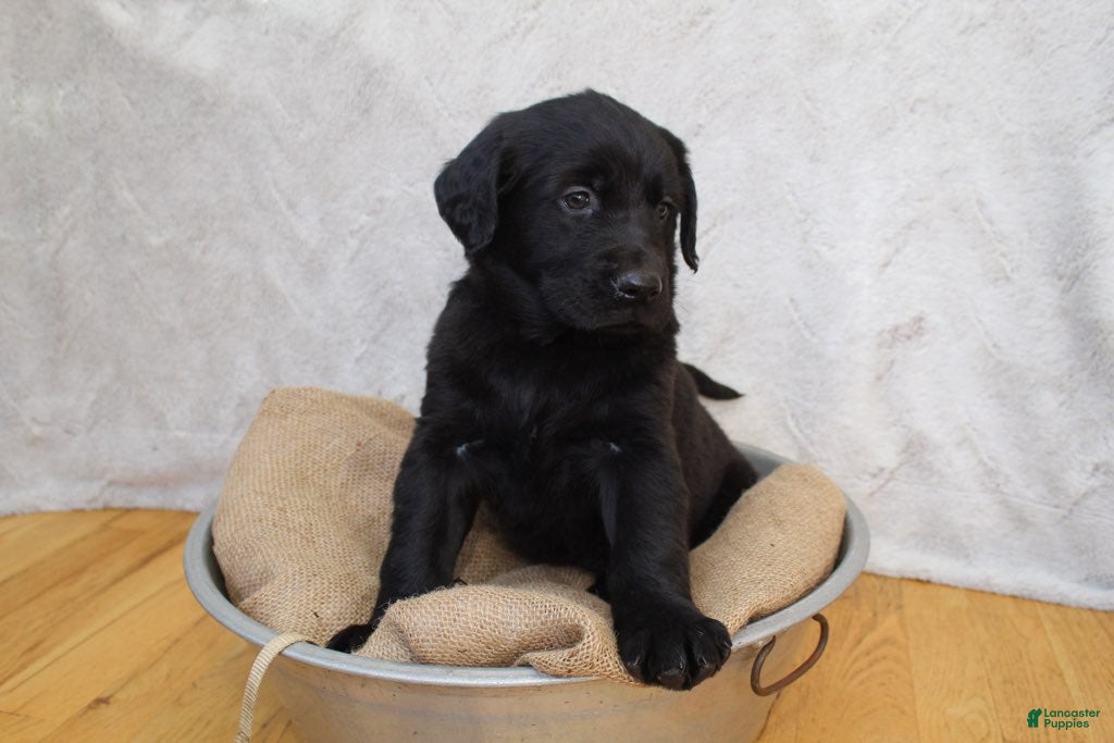 Mixed Breed dogs Tan - Ad 21