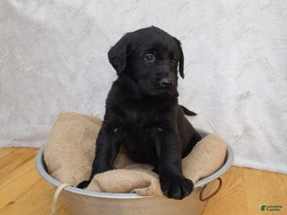 Mixed Breed dogs Tan - Ad 21