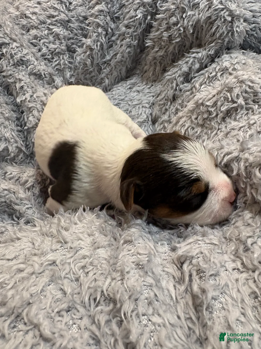 Yorkshire Terrier dogs for sale: Summer  - Ad 2