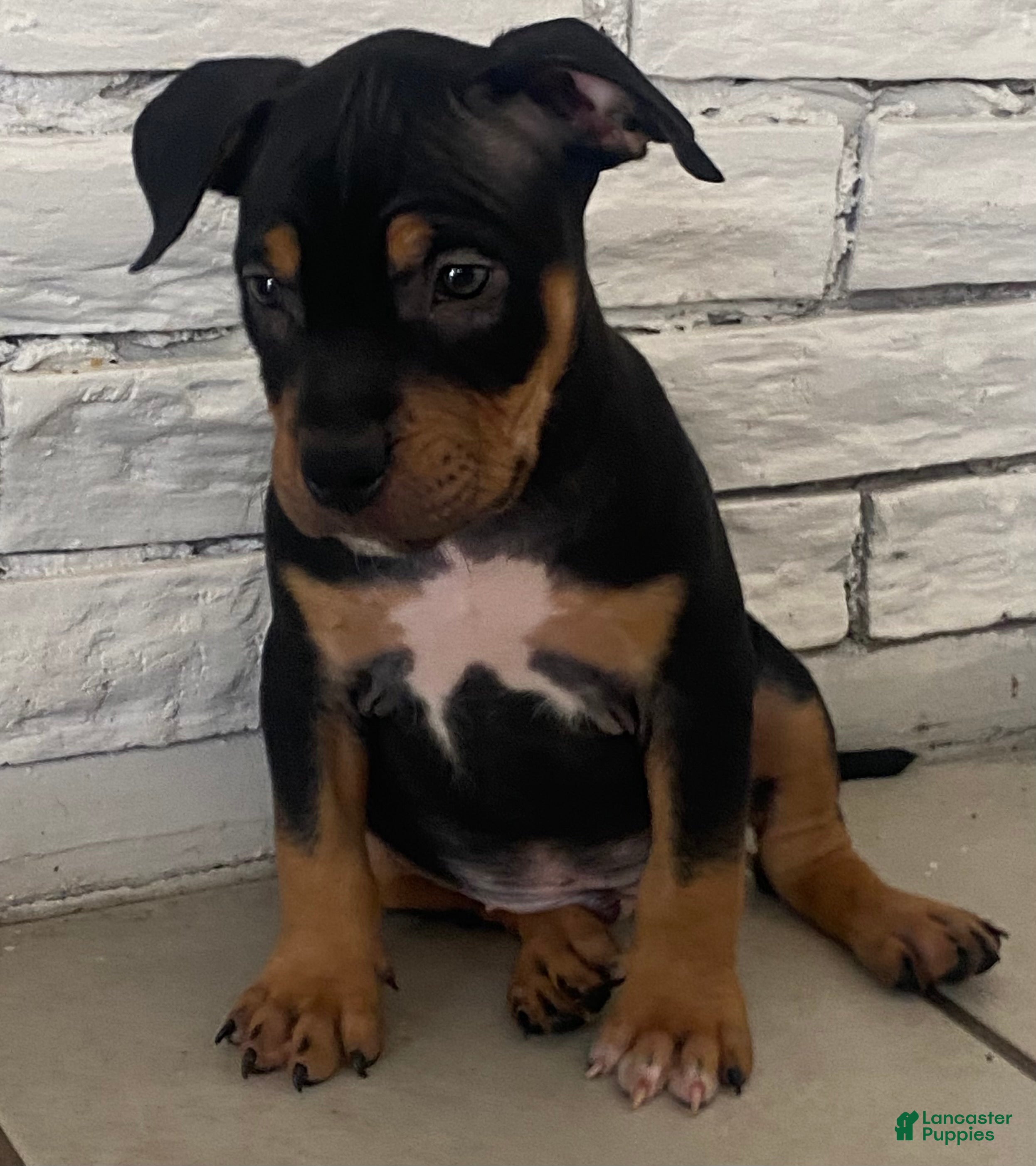 American Bully dogs  1 - Ad 19