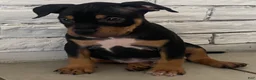 American Bully dogs for sale:  1 - Ad 1