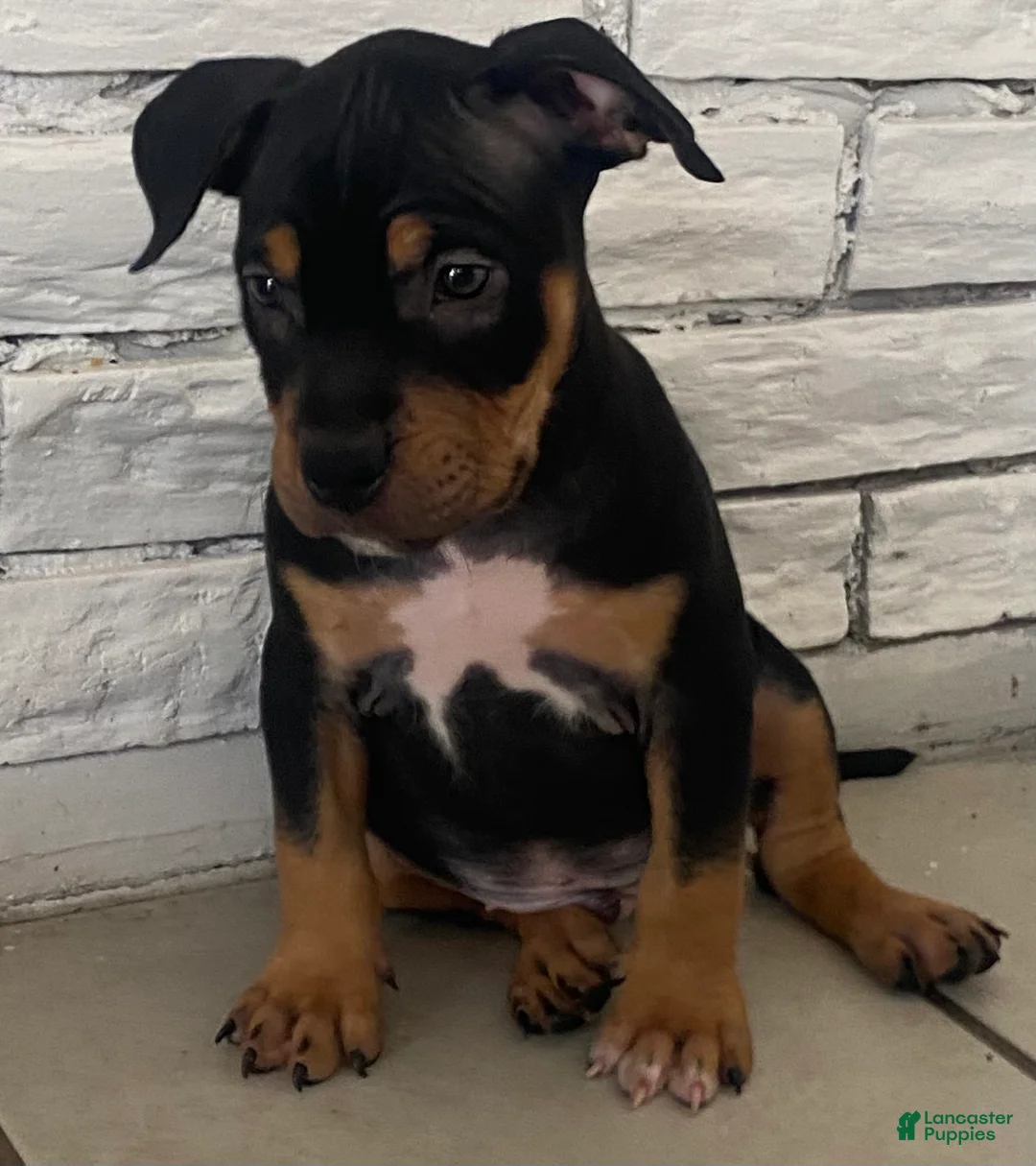 American Bully dogs for sale:  1 - Ad 1
