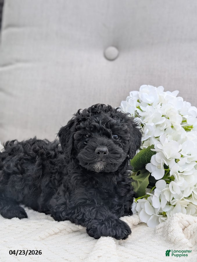 Whoodle dogs Waldo - Ad 2