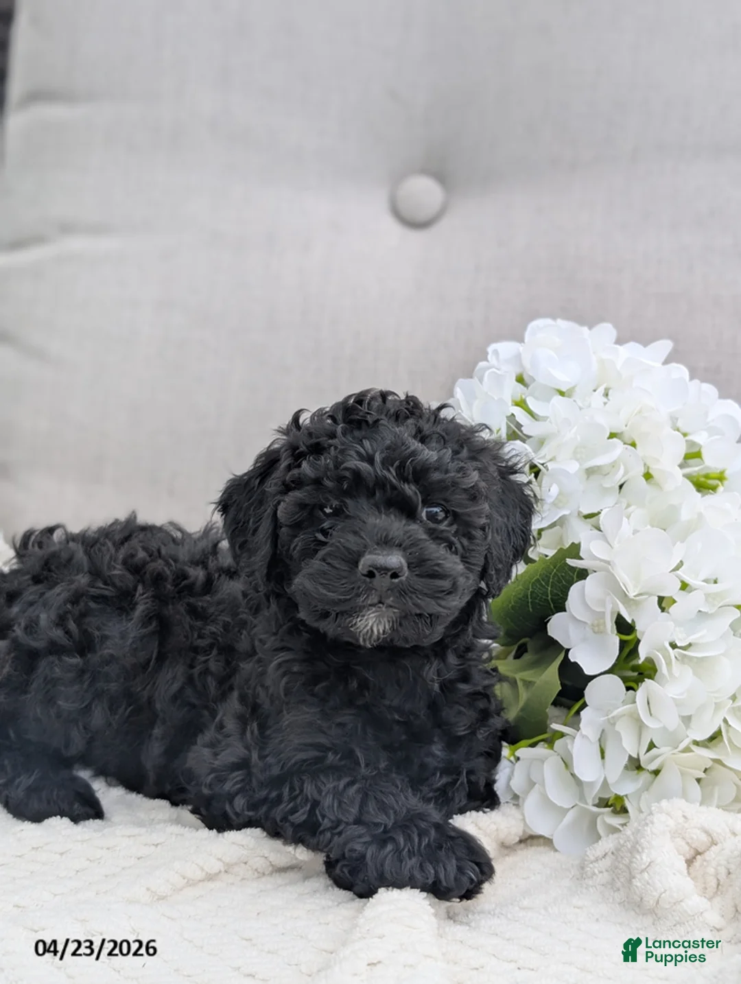 Whoodle dogs for sale: Waldo - Ad 2