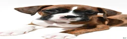 Boxer dogs for sale: Stan - Ad 5