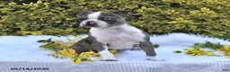 Boston Terrier dogs for sale: Brooklyn - Ad 9
