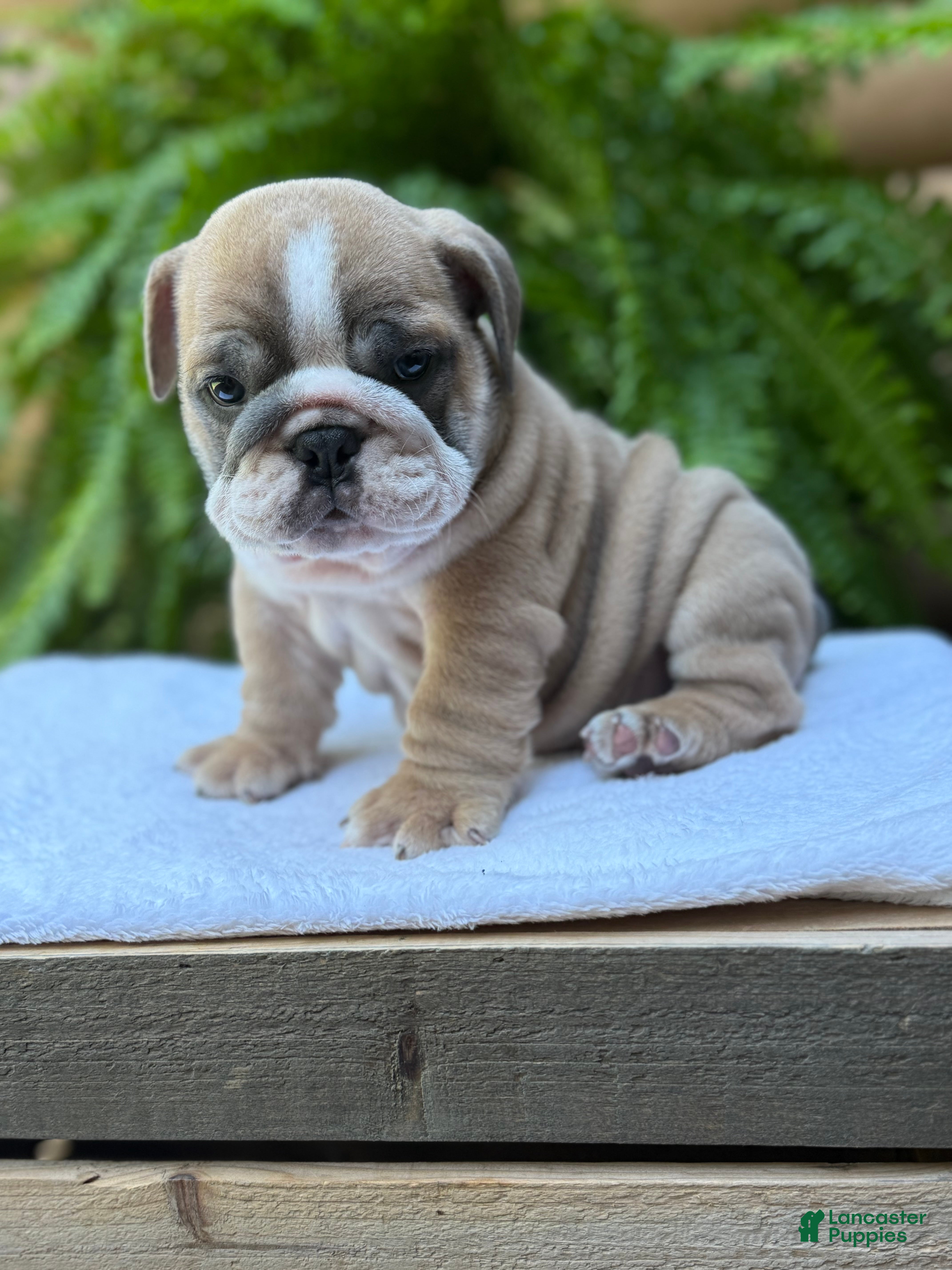 English Bulldog dogs Baxter  - Ad 2