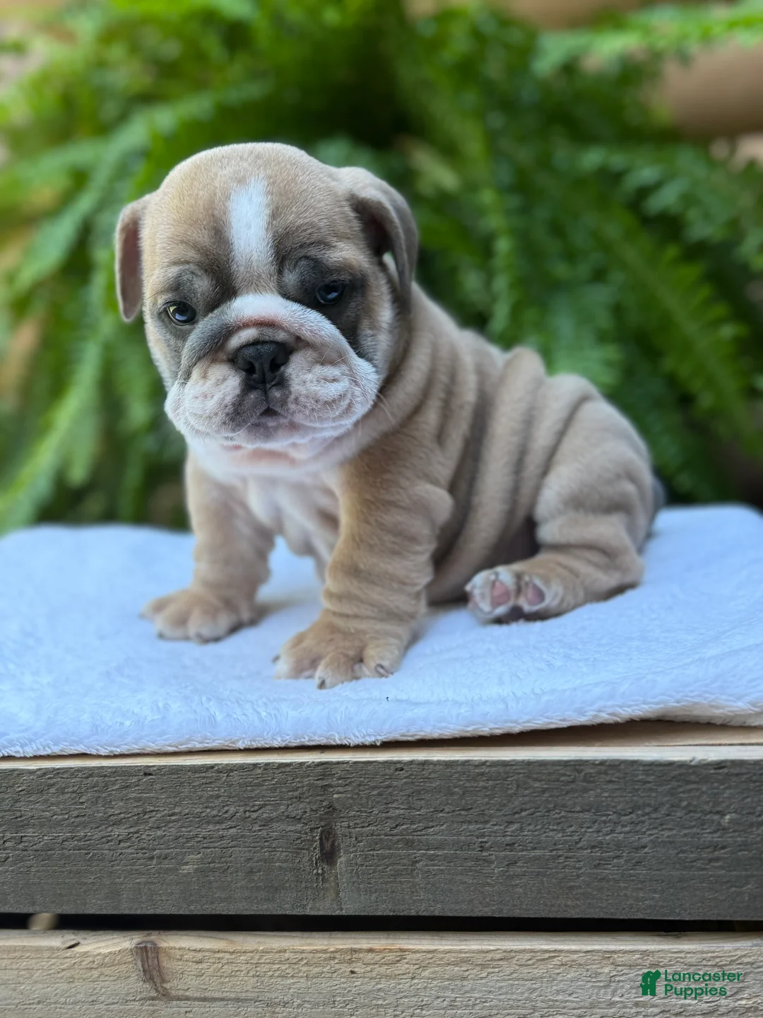 English Bulldog dogs for sale: Baxter  - Ad 2