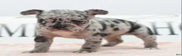 Mixed Breed dogs for sale: Ruby merle - Ad 14
