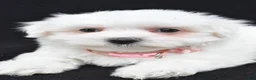 Maltese dogs for sale: Tiny - Ad 3