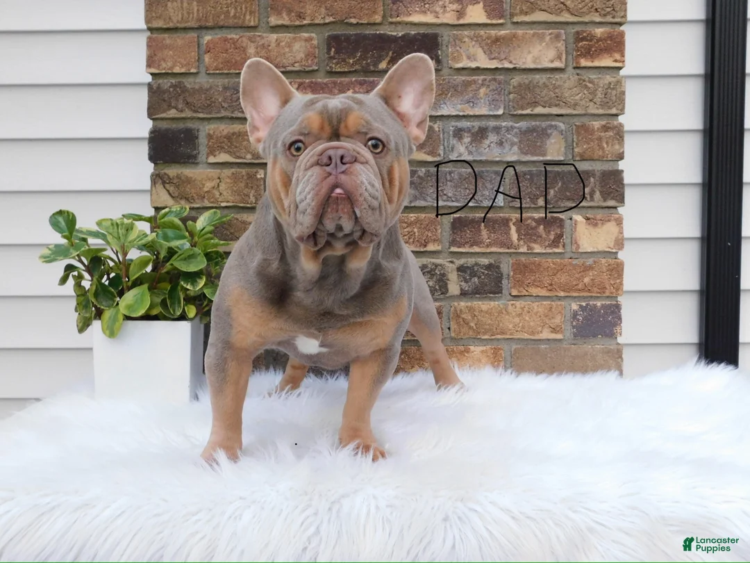 French Bulldog dogs for sale: Izzy - Ad 5