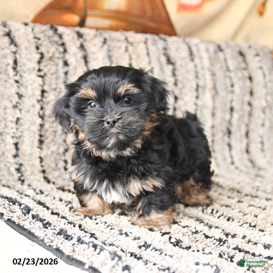 Shorkie dogs Joey - Ad 2