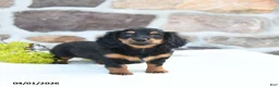 Miniature Dachshund dogs for sale: Bumblebee - Ad 3