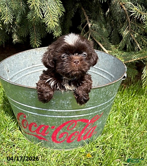 Shih Tzu dogs Truffles - Ad 2