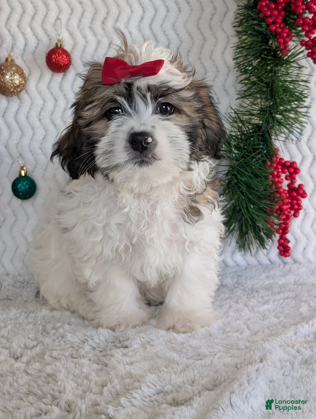 Teddy Bear dogs for sale: Jake - Ad 4