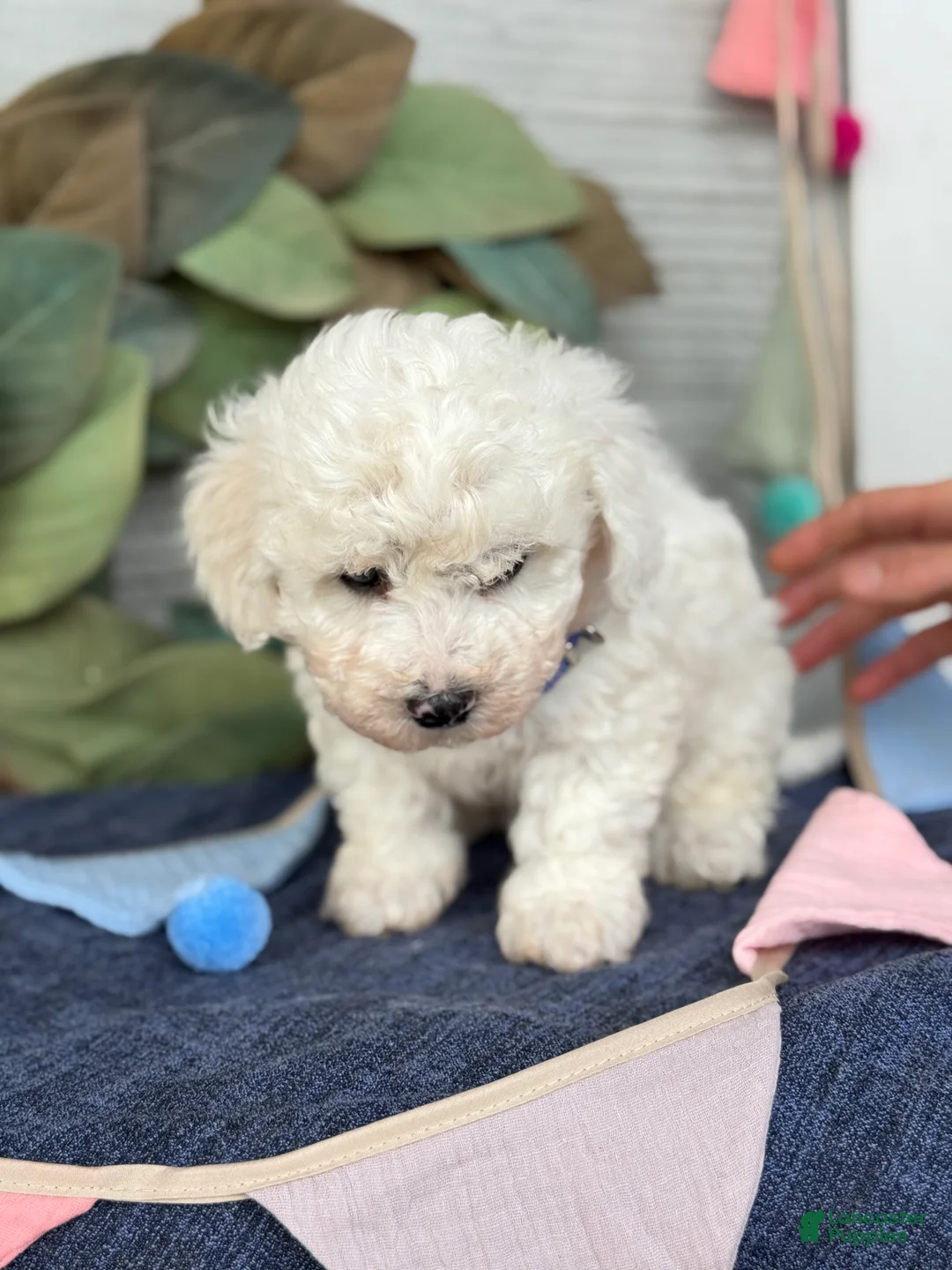 Bichon Frise dogs for sale: Ennis - Ad 2