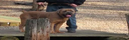 Cane Corso dogs for sale: Cane Corso 1 - Ad 7