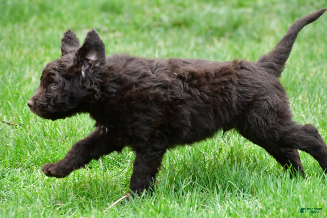 Newfypoo dogs for sale: Cash - Ad 8