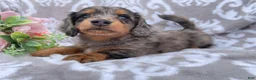 Miniature Dachshund dogs for sale: Flash - Ad 4