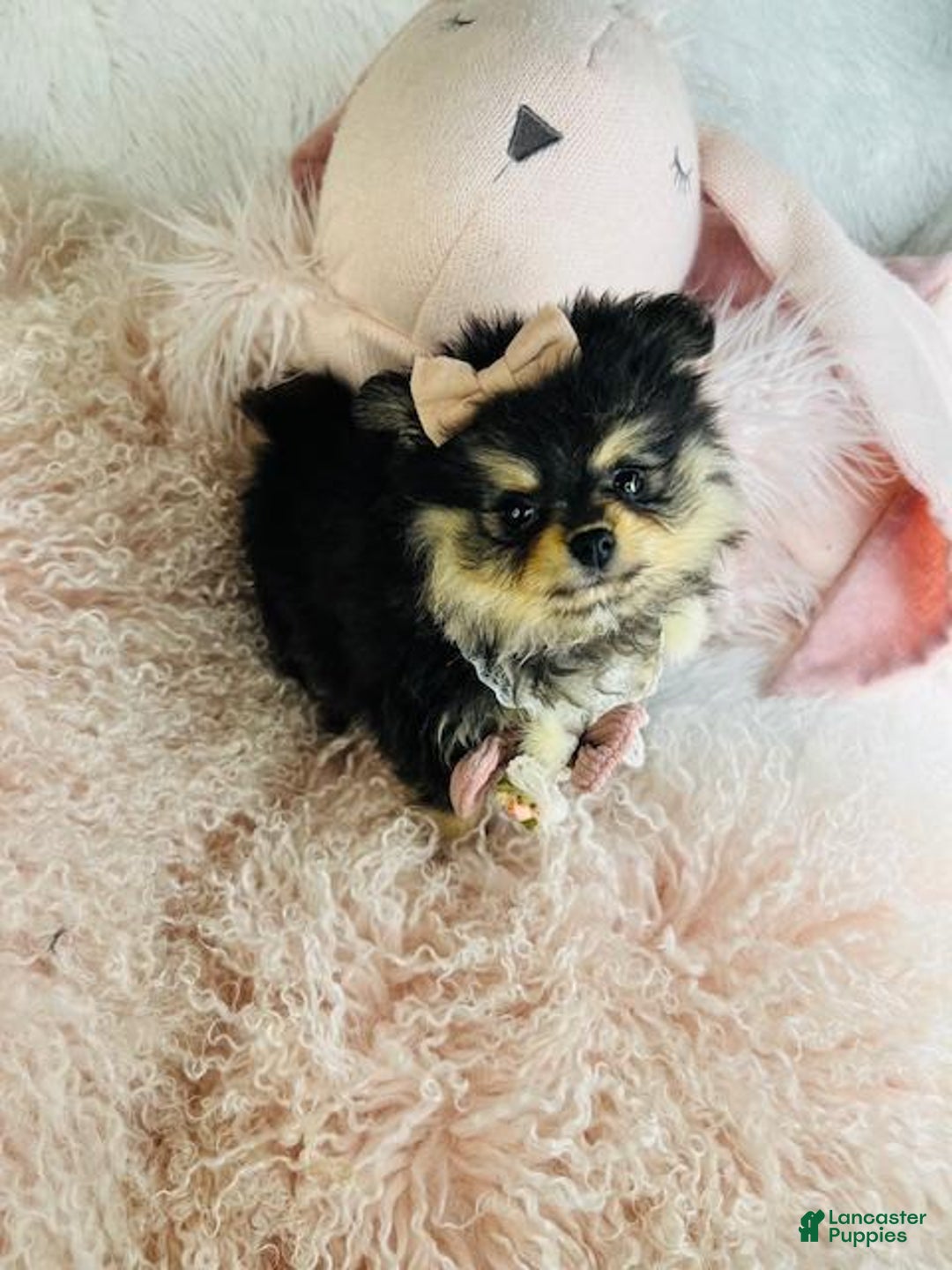 Pomeranian dogs for sale: Pomeranian Puppy 1 - Ad 3