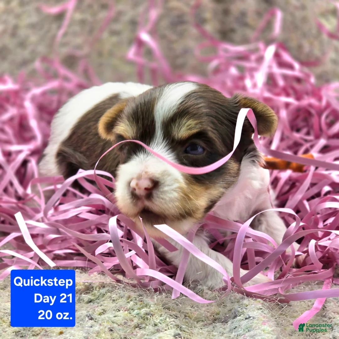 Yorkshire Terrier dogs for sale: Quickstep  - Ad 2