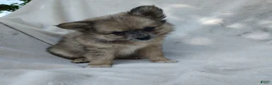 Snickers