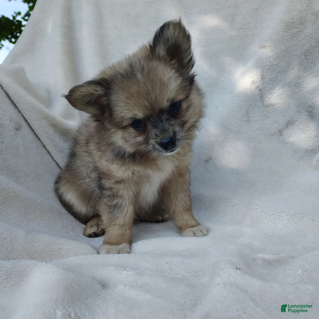 Pomchi dogs for sale: Snickers - Ad 1