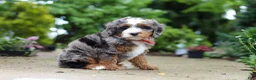 Mini Bernedoodle dogs for sale: Brody - Ad 4