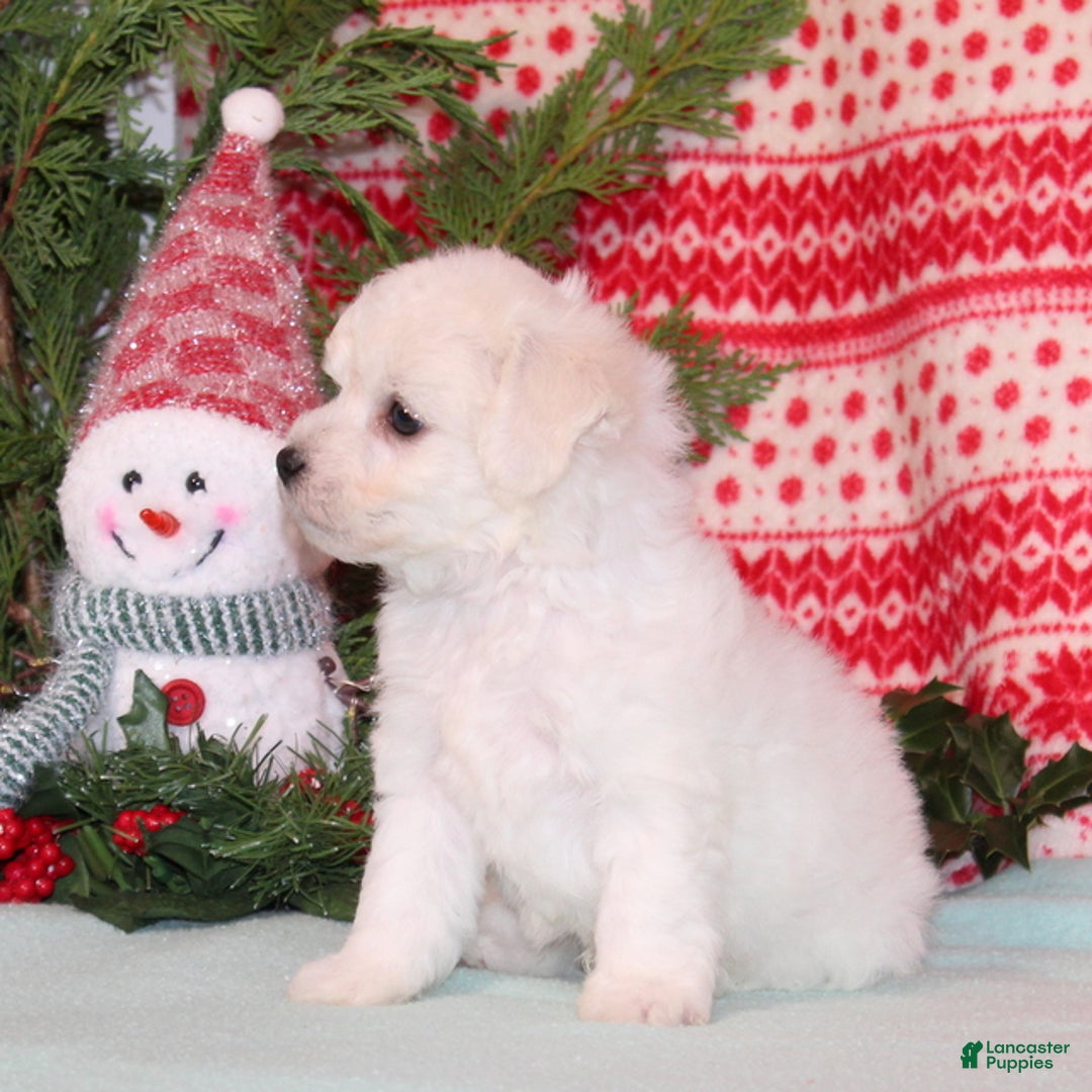 Bichpoo dogs for sale: Yankee - Ad 3