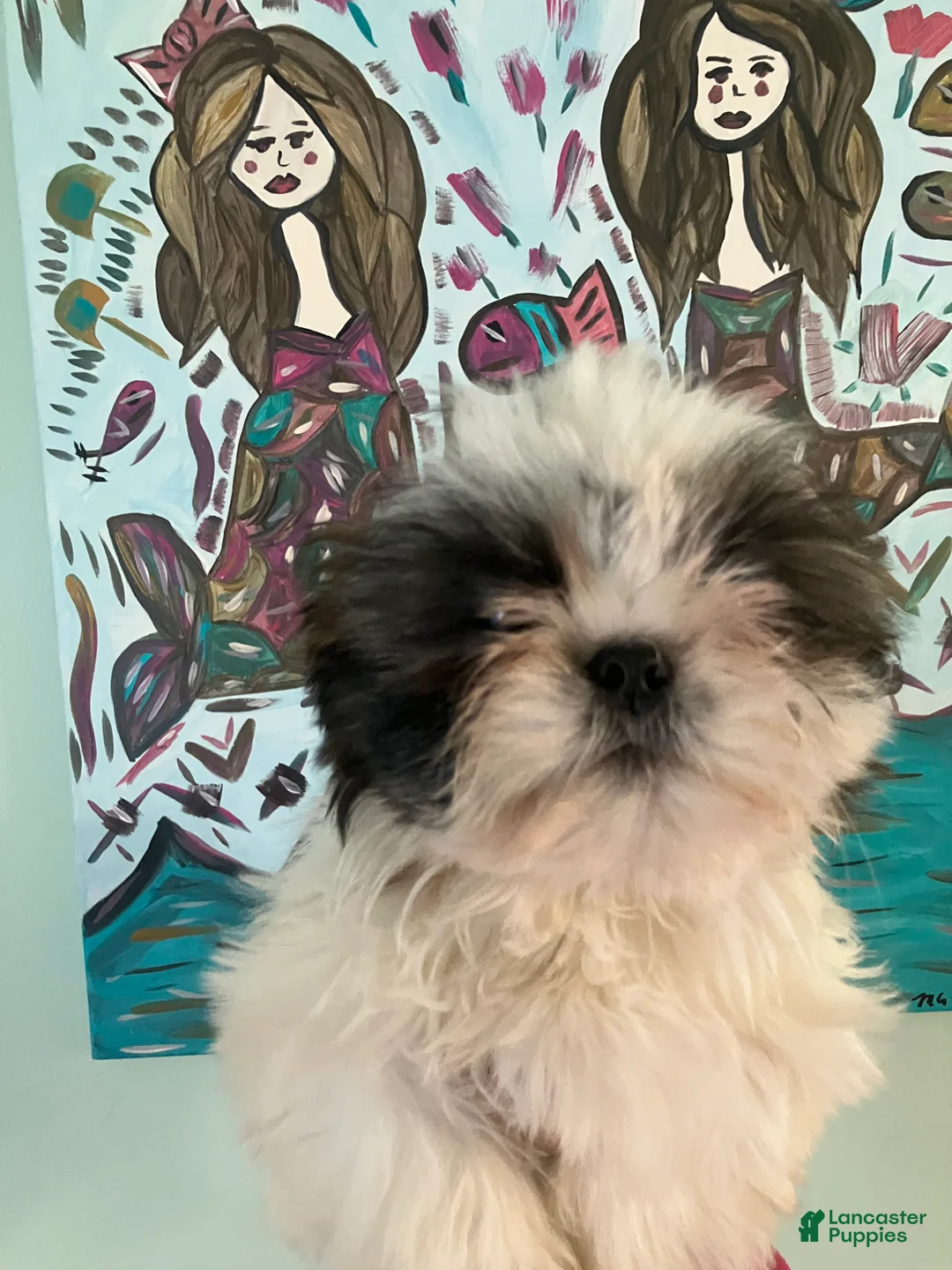 Shih Tzu dogs for sale: Snuggles - Ad 1