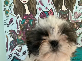 Shih Tzu dogs Snuggles - Ad 26