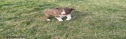 Border Collie dogs for sale: Rusty - Ad 2