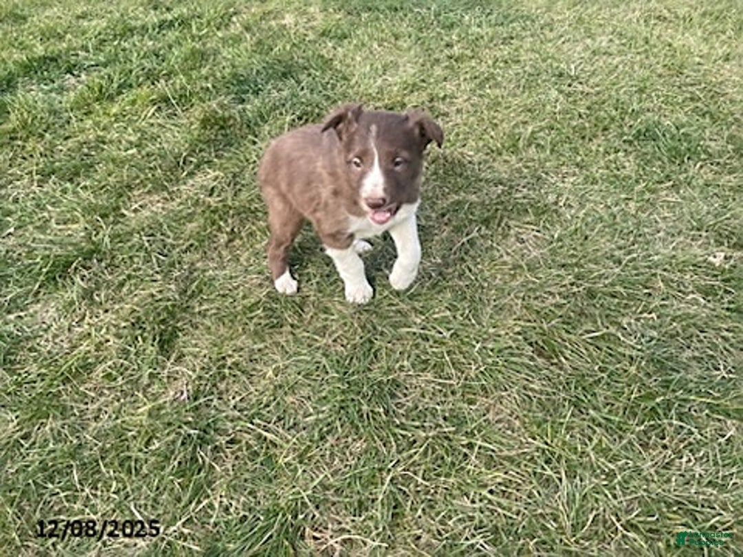 Border Collie dogs for sale: Rusty - Ad 2