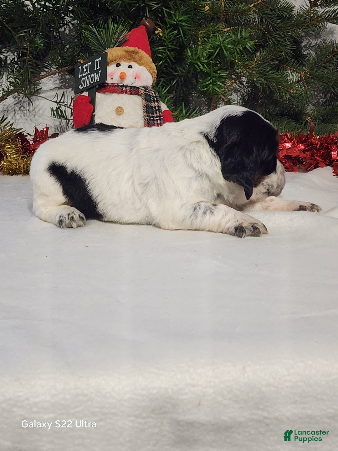 English Springer Spaniel dogs for sale: Mack - Ad 4