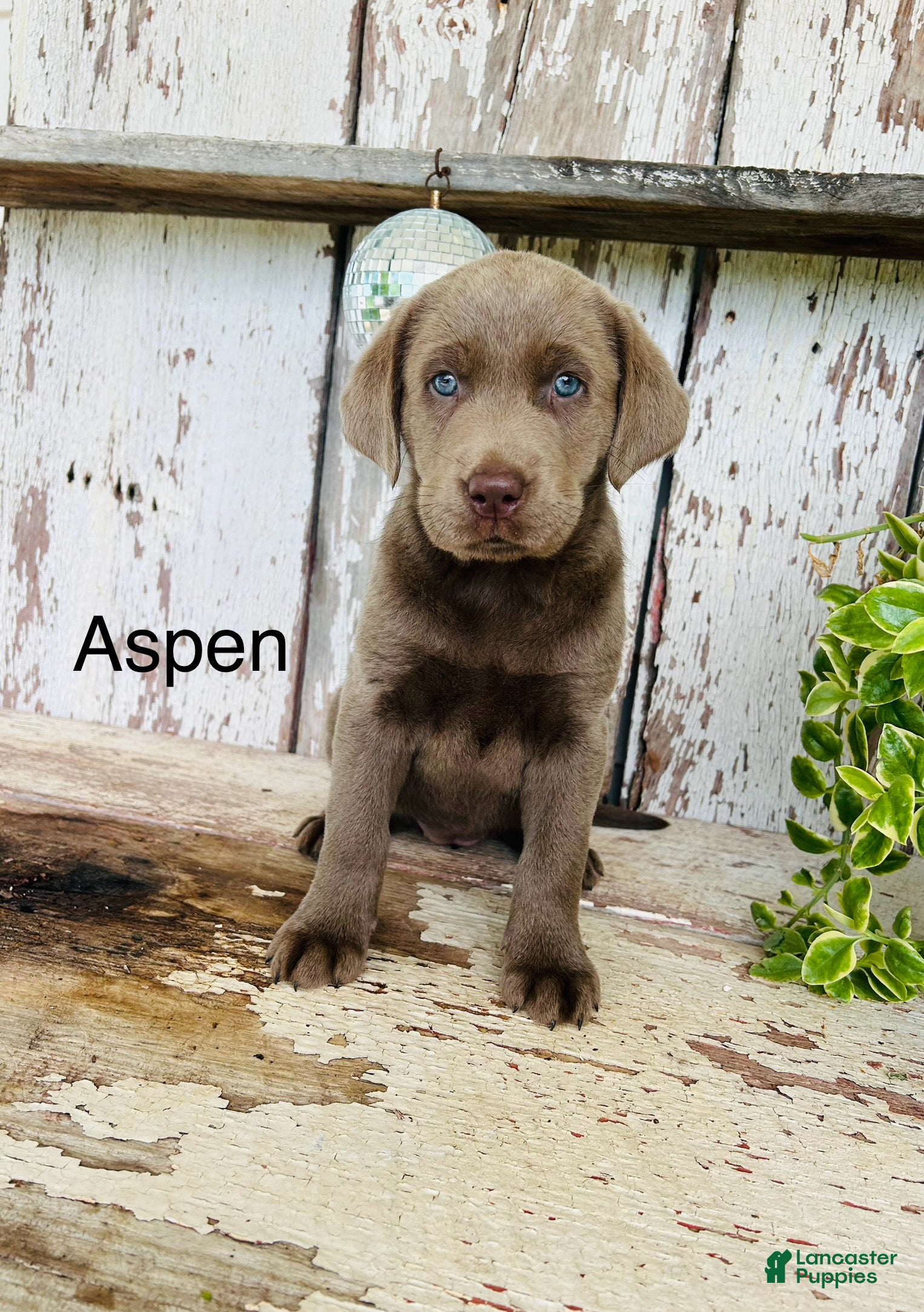 Labrador Retriever dogs Aspen  - Ad 1