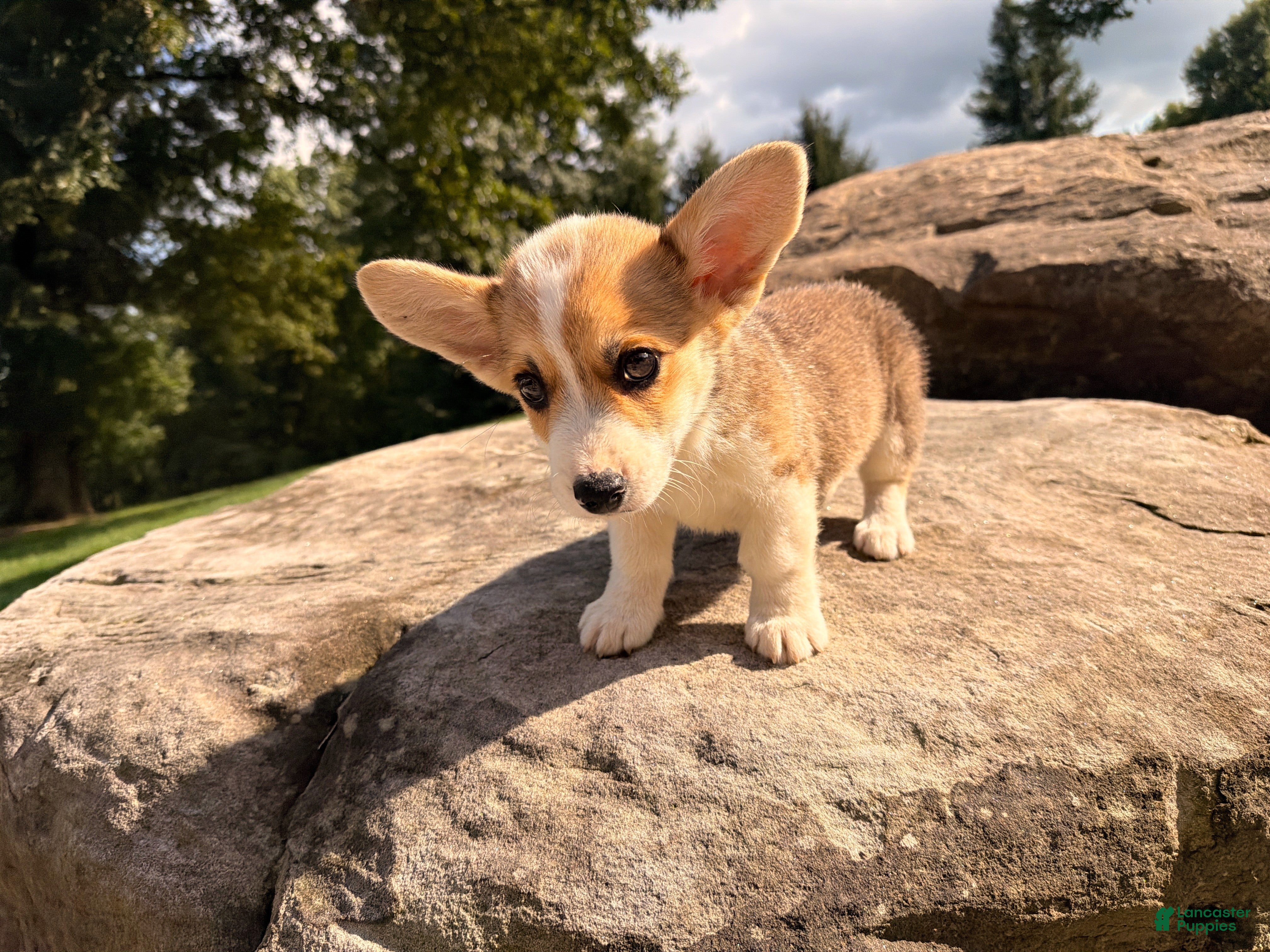 Welsh Corgi Pembroke dogs Tucker - Ad 1