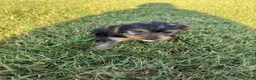 Yorkshire Terrier dogs for sale: Tiny Sasha  - Ad 6