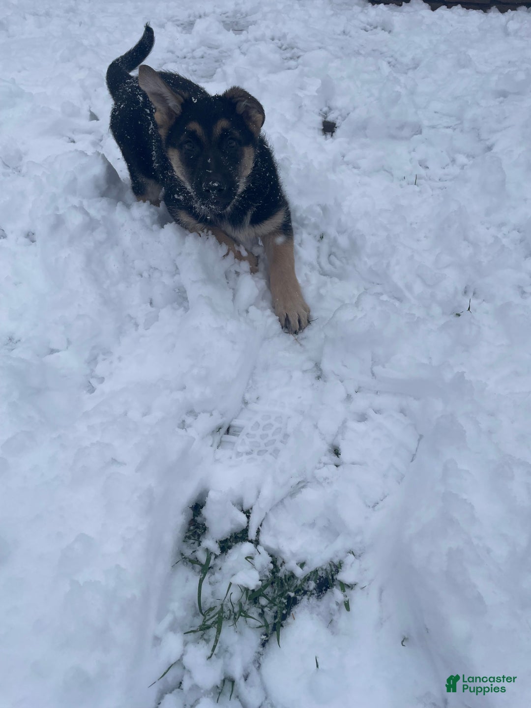 German Shepherd dogs for sale: Twinkle  - Ad 3