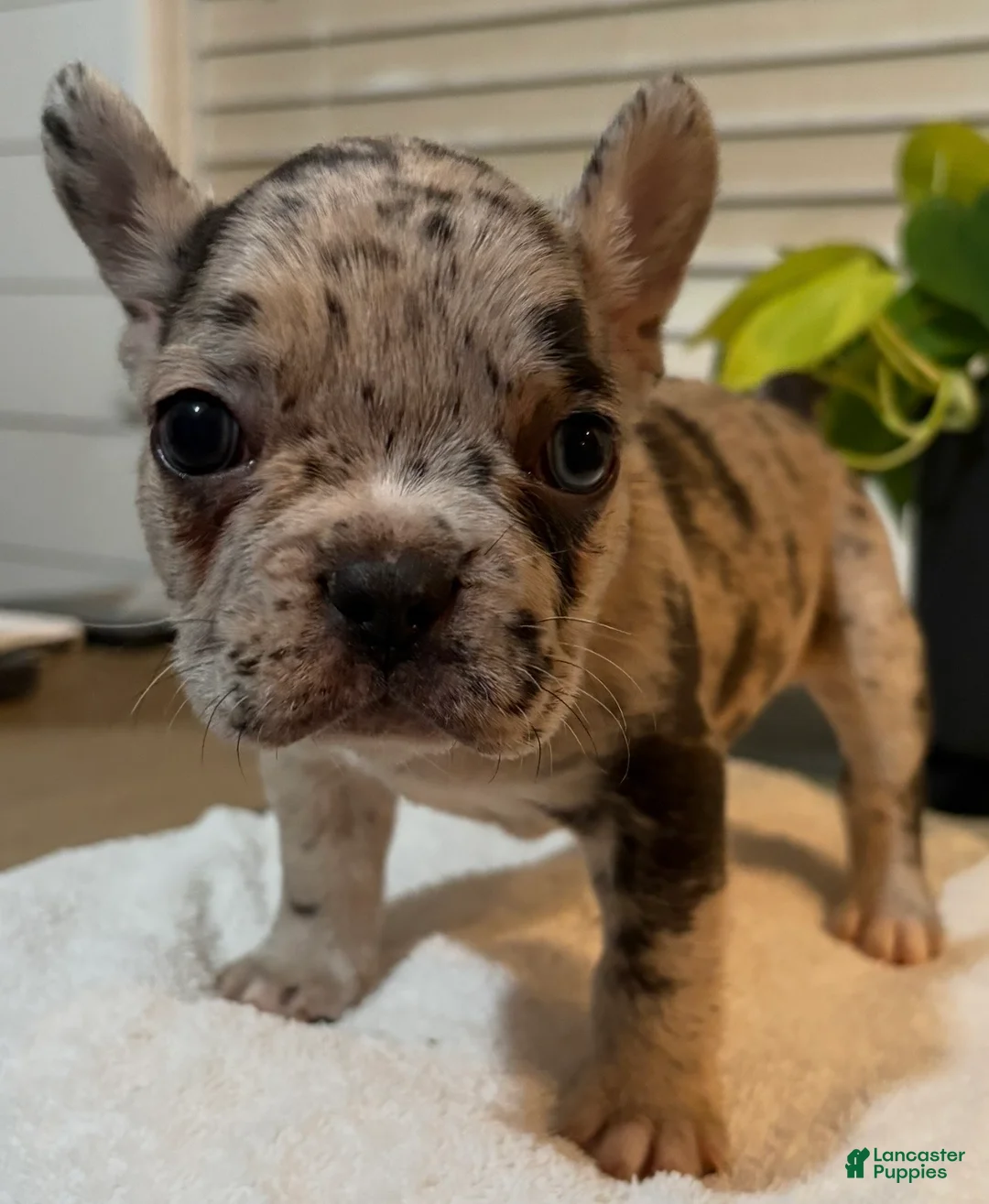 French Bulldog dogs for sale: Gemini  - Ad 1