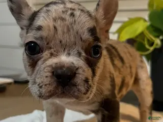 French Bulldog dogs Gemini - Ad 19