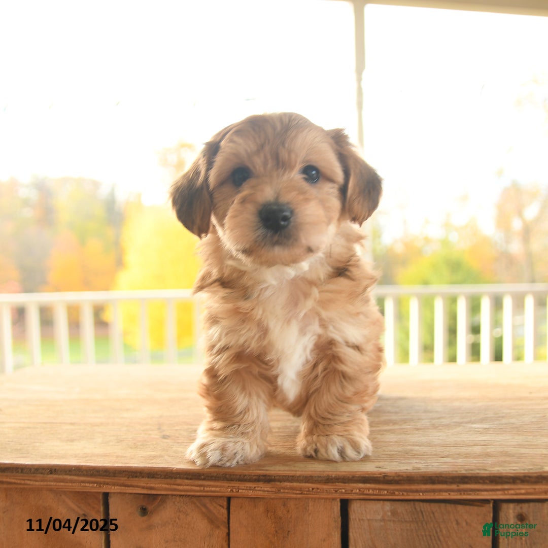 Yochon dogs for sale: Toto - Ad 6