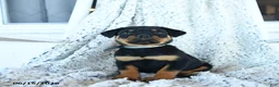 Rottweiler dogs for sale: Ruby - Ad 1