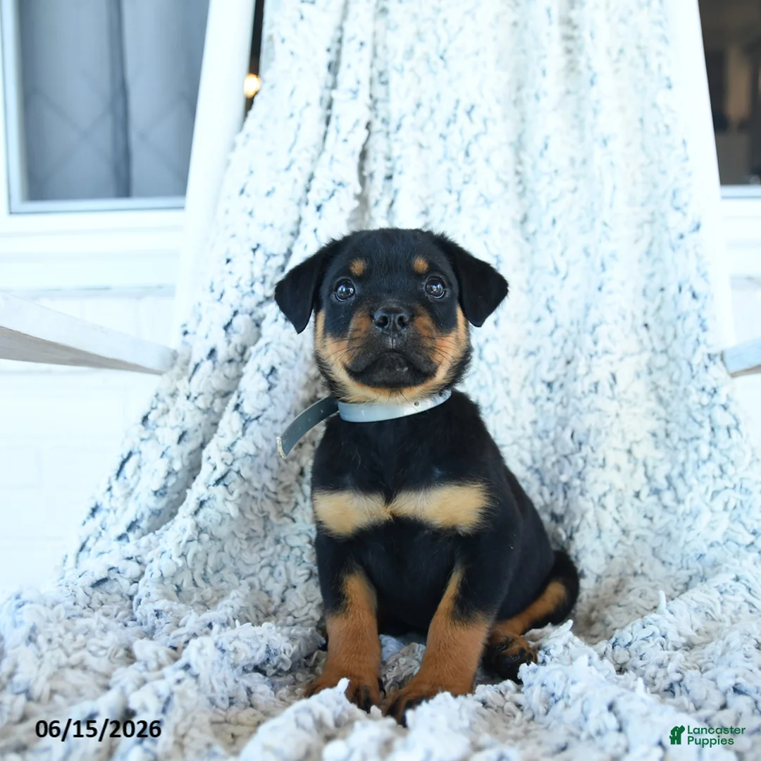 Rottweiler dogs for sale: Ruby - Ad 1