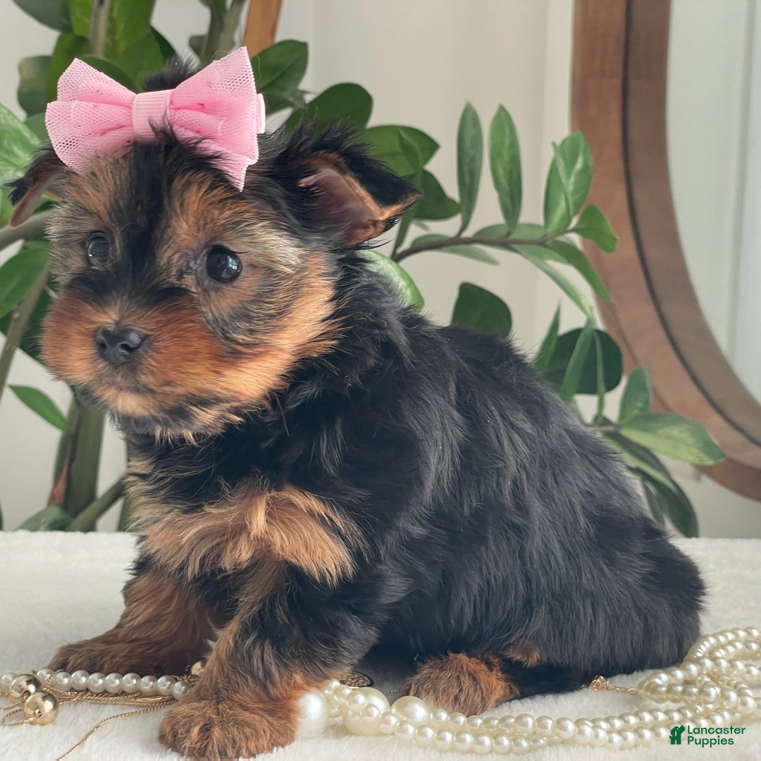 Yorkshire Terrier dogs for sale: Princess - Ad 4