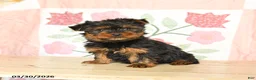 Yorkshire Terrier dogs for sale: Charlie - Ad 2