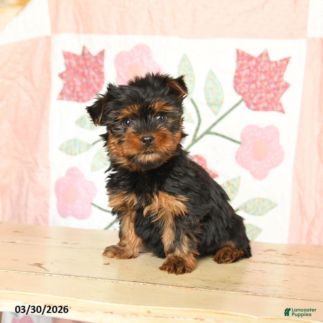 Yorkshire Terrier dogs for sale: Charlie - Ad 2