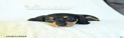 Miniature Dachshund dogs for sale: Caleb - Ad 3